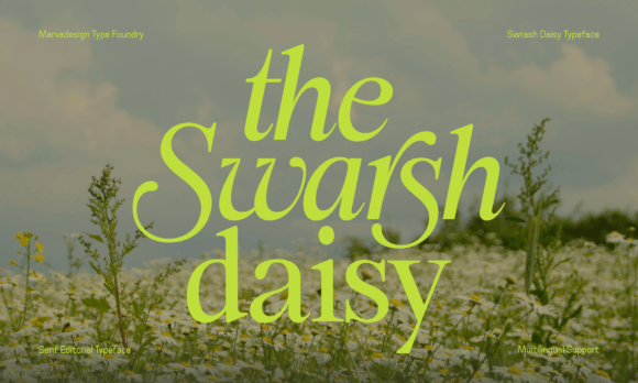 Swarsh Daisy: A Refined Serif Font for Branding